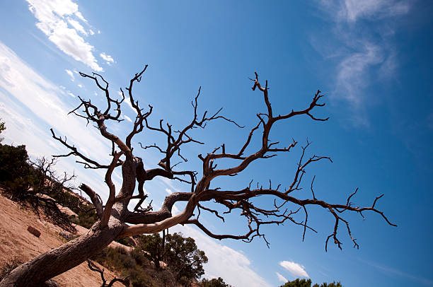 Dead Tree in the Desert stock photo