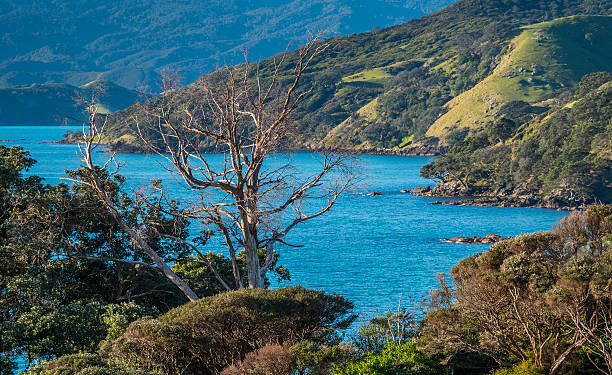 Dead tree, Waitete Bay, Coromandel, New Zealand stock photo