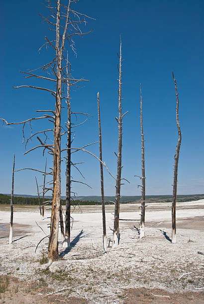 Dead Trees Around the Hot Springs The Lodgepole Pine (Pinus Contorta) is a highly adaptable tree that can grow in all sorts of environments, even in the nutrient-poor thin acidic soil of the Yellowstone Caldera. When these trees die, they soak up water at their base. When the water evaporates, the minerals are left behind, turning the lower portion of the trees white and giving the appearance of anklet socks. These dead pine trees were photographed in the Lower Geyser Basin of Yellowstone National Park, Wyoming, USA. jeff goulden yellowstone national park stock pictures, royalty-free photos & images