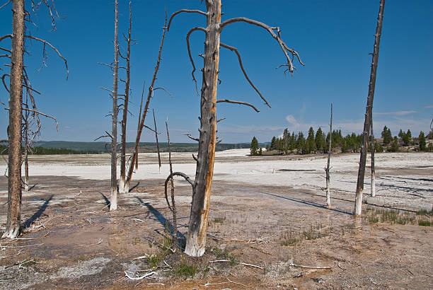 Dead Trees Around the Hot Springs The Lodgepole Pine (Pinus Contorta) is a highly adaptable tree that can grow in all sorts of environments, even in the nutrient-poor thin acidic soil of the Yellowstone Caldera. When these trees die, they soak up water at their base. When the water evaporates, the minerals are left behind, turning the lower portion of the trees white and giving the appearance of anklet socks. These dead pine trees were photographed in the Lower Geyser Basin of Yellowstone National Park, Wyoming, USA. jeff goulden yellowstone national park stock pictures, royalty-free photos & images