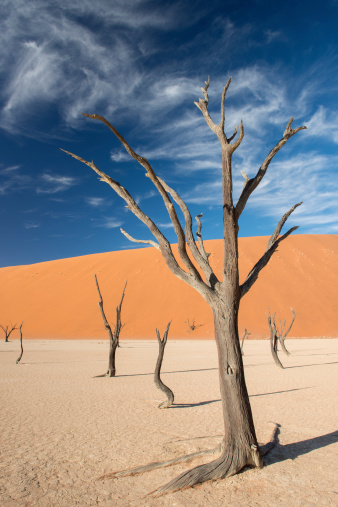 Acacia Trees left dead due to lack of water at Deadvlei inside Sossusvlei National Park in the Namib Rand Desert, Namibia, Africa,
