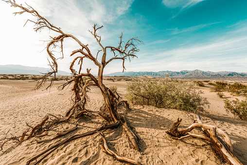 Beautiful dry land with dead trees at the Death Valley National Park, in California USA.