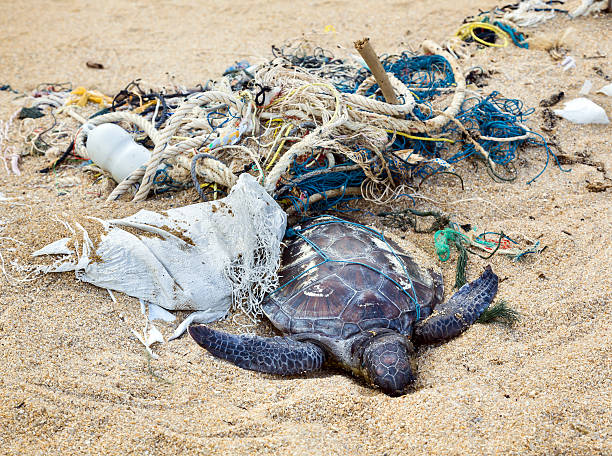 Dead turtle in fishing nets stock photo