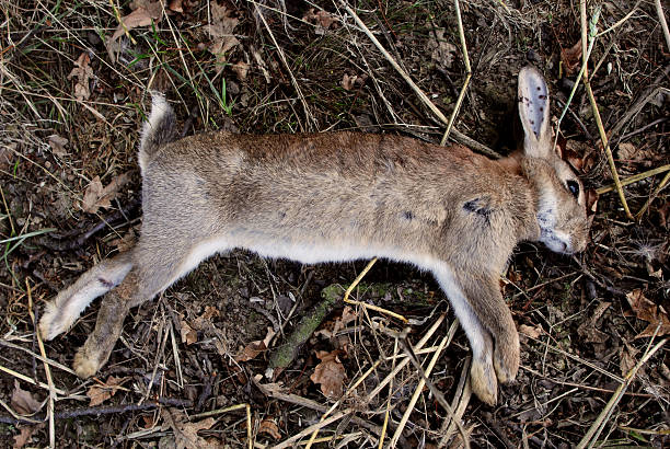 Dead wild rabbit Dead wild rabbit with shotgun pellet wounds, shot as a pest by farmer dead animal stock pictures, royalty-free photos & images