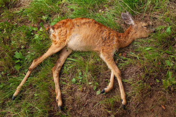 dead young deer due to annual mowing - collateral damage - deer dead bildbanksfoton och bilder