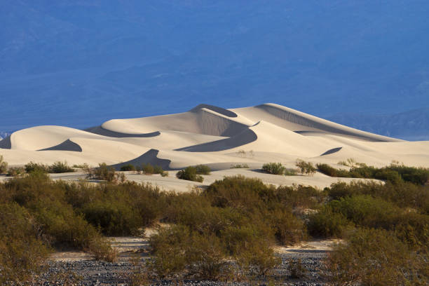 Death Valley Sand Dune Wii Scrub Brush stock photo