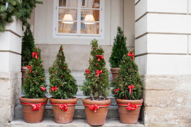 Decorated Christmas trees in pots near old house Decorated with red bows and balls Christmas trees in pots near old house lviv photos stock pictures, royalty-free photos & images