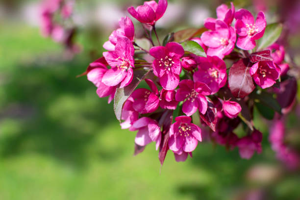 Decorative apple tree branch with blooming red flowers  on green (defocused grass lawn) background at sunny spring day stock photo