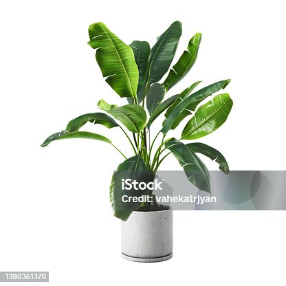 istock Decorative banana plant in concrete vase isolated on white background 1380361370