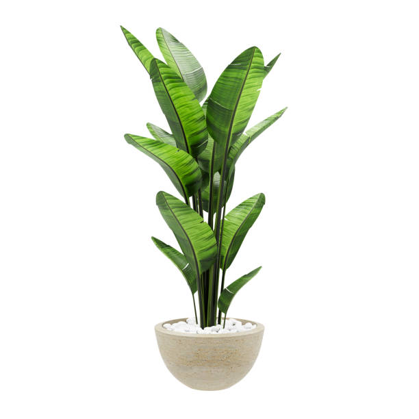 dekorative bananenpflanze aus steinmarmorvase isoliert auf weißem hintergrund. 3d rendering, illustration. - pflanze stock-fotos und bilder