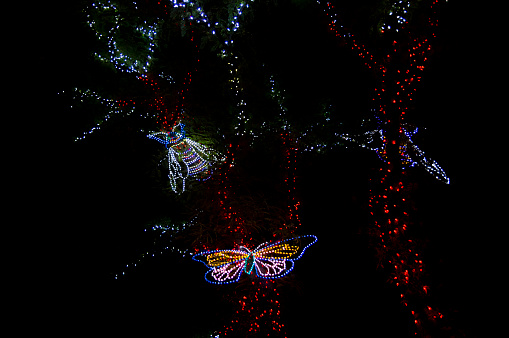 Glowing lights are showing the outline of a butterfly and bug against a tree.  This shot was taken at night and in the dark so the lights are obvious against the black background.