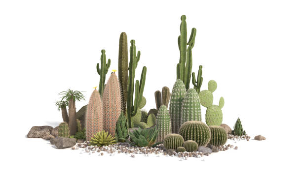 Decorative composition composed of groups of different species of cacti, aloe and succulent plants isolated on white background. 3D rendering. desert oasis stock pictures, royalty-free photos & images