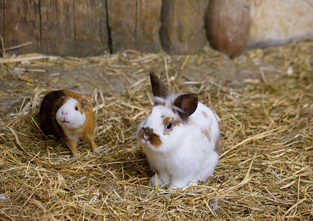 Decorative dwarf rabbit and a Guinea pig stock photo