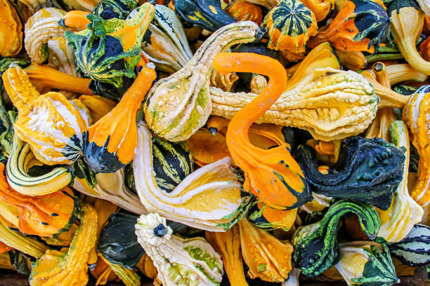 Decorative fall gourds in assorted colors stock photo
