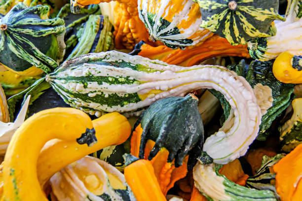 Decorative fall gourds in yellow, orange, and green stock photo