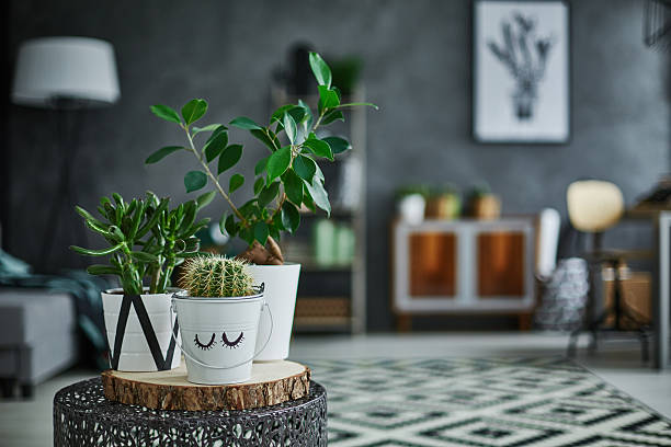 Decorative green houseplant in pot Decorative green houseplant in pot standing on metal table houseplant stock pictures, royalty-free photos & images
