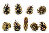 istock decorative pine cones 1363871166