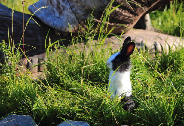декоративный кролик - dwarf rabbit bildbanksfoton och bilder