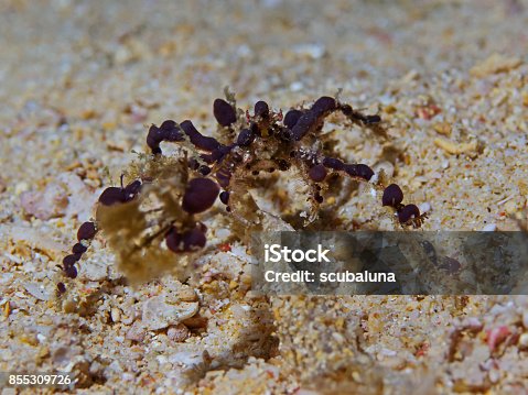 Istock Crab At Ocean Floor 507752792 Istock Crab And Tube