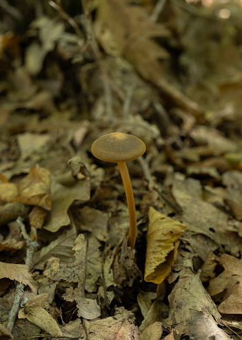 Deep Root mushroom Xerula radicata growing out of a soil with falling leaves in the forest