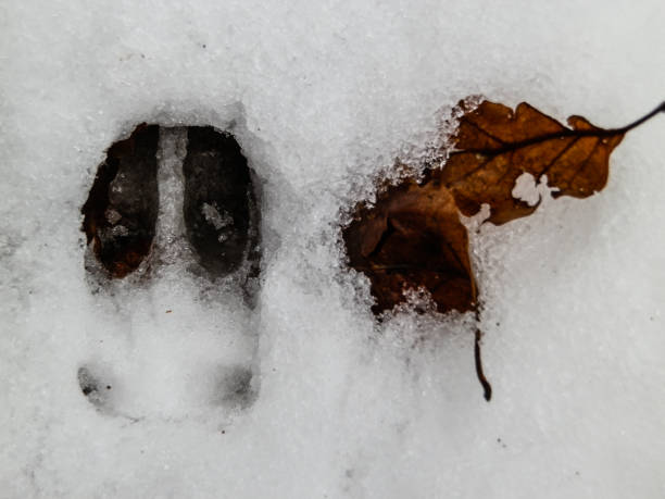 Deer and wolf footprint in snow forest stock photo