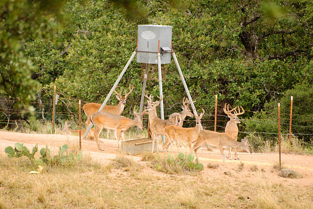 Deer at Feeder Six buck and one doe at a feeding station in the hill country of Texas. Hunters often feed deer before the hunting season opens. deer feeder stock pictures, royalty-free photos & images