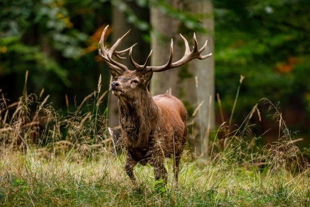 deer at rutting season in the forest - animais caçando imagens e fotografias de stock