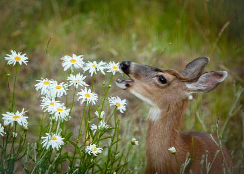 A deer eats daisy flowers.