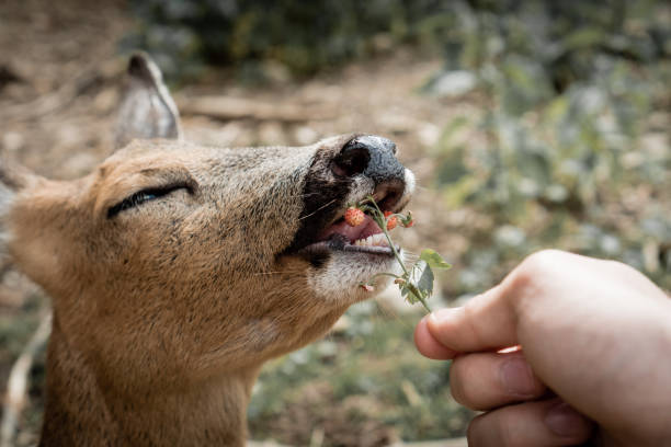 Deer eating fruits stock photo