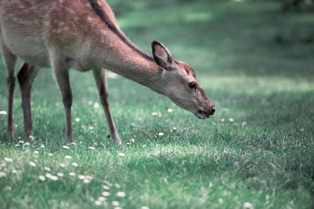 Deer eats grass on the lawn in woods stock photo