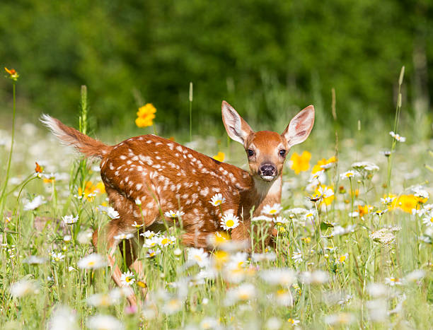 Deer Fawn White Tailed Deer Fawn in Meadow   deer stock pictures, royalty-free photos & images
