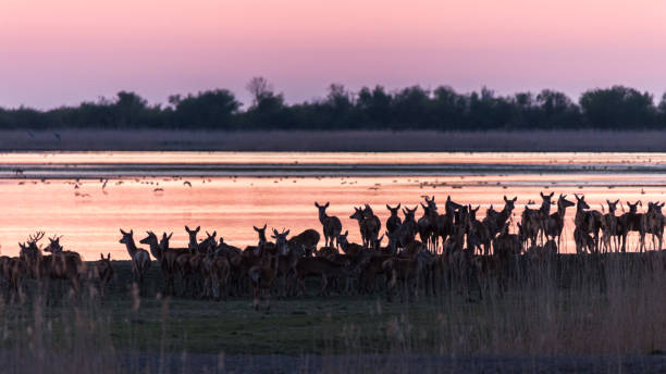 rådjur som samlar på lakeside under solnedgången - roe deer bildbanksfoton och bilder
