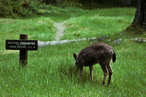 Deer Grazing in Prohibited Area Ironically, this Blacktail Deer (Odocoileus hemionus) was photographed while grazing near a "Grazing Prohibited" sign at Elkhorn in Olympic National Park, USA. jeff goulden olympic national park stock pictures, royalty-free photos & images