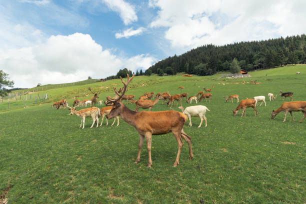 Deer herd in Aurach Austria stock photo