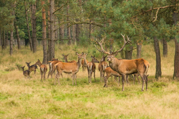 Deer herd in the forest with onde male red deer stag guarding the herd stock photo