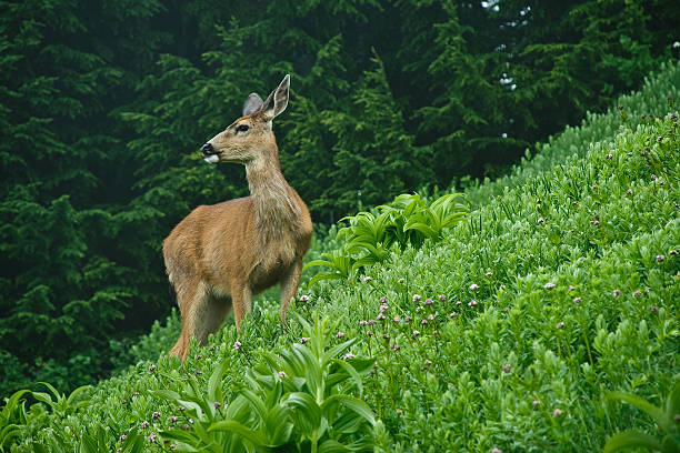 Deer in an Alpine Meadow This blacktail deer (Odocoileus hemionus) is grazing in an alpine meadow at Alta Vista near Paradise, Mount Rainier National Park, Washington State, USA. jeff goulden mount rainier national park stock pictures, royalty-free photos & images