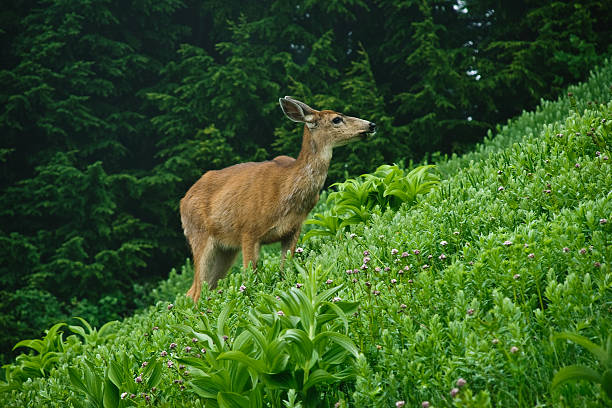 Deer in an Alpine Meadow This blacktail deer (Odocoileus hemionus) is grazing in an alpine meadow at Alta Vista near Paradise, Mount Rainier National Park, Washington State, USA. jeff goulden deer stock pictures, royalty-free photos & images