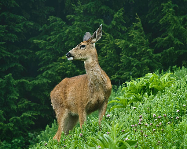 Deer in an Alpine Meadow This blacktail deer (Odocoileus hemionus) is grazing in an alpine meadow at Alta Vista near Paradise, Mount Rainier National Park, Washington State, USA. jeff goulden deer stock pictures, royalty-free photos & images