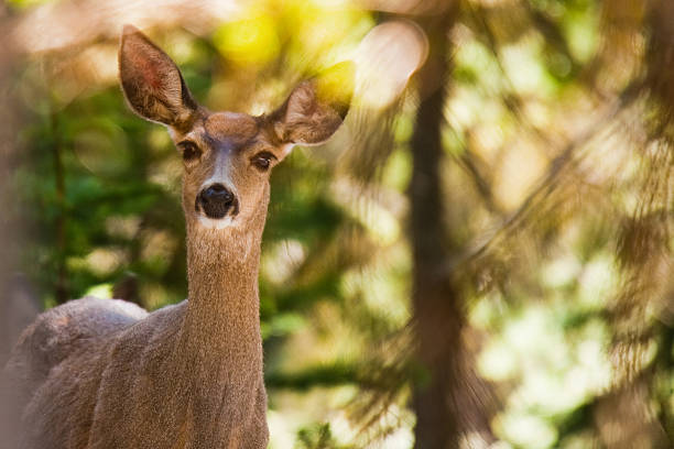 Portrait of wild deer in forest or wood.