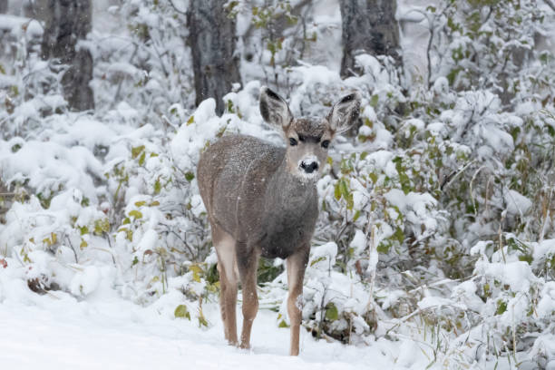 Deer in Fresh Snow stock photo