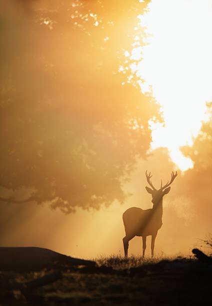 Deer in Golden Light stock photo