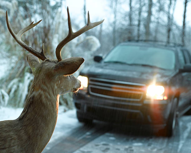 Deer in Headlights  headlight stock pictures, royalty-free photos & images