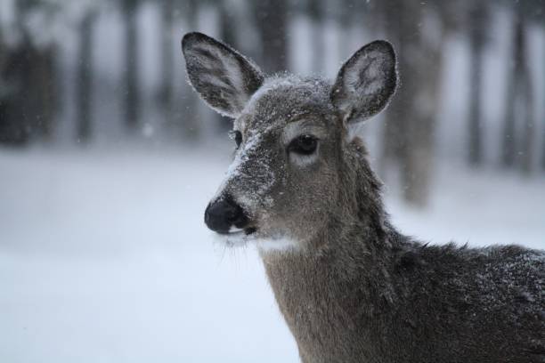 Deer in the snow stock photo