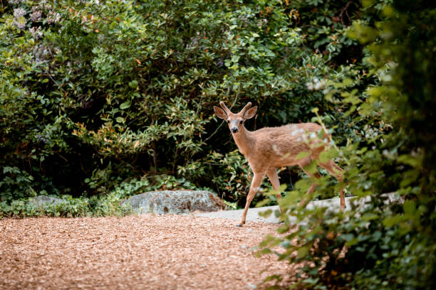 Deer in the Woods stock photo