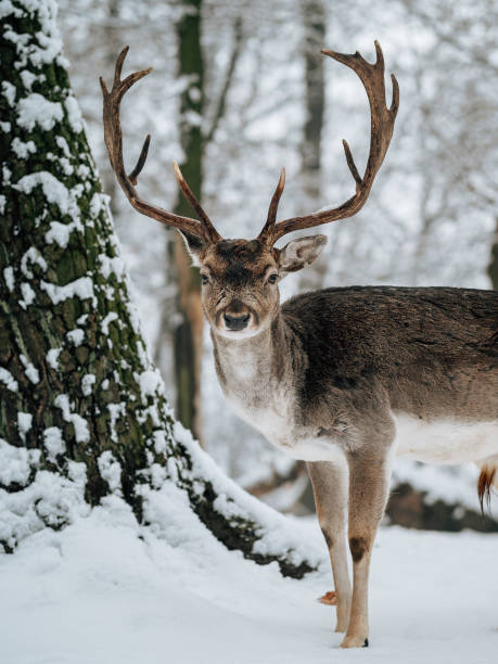 Deer in winter forest. Snow covered woodland. stock photo