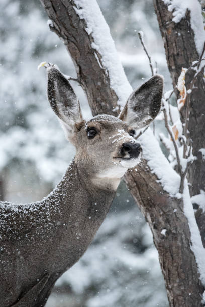 Deer in Winter Looking Up stock photo