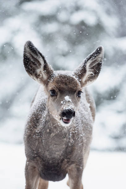 Deer in Winter stock photo