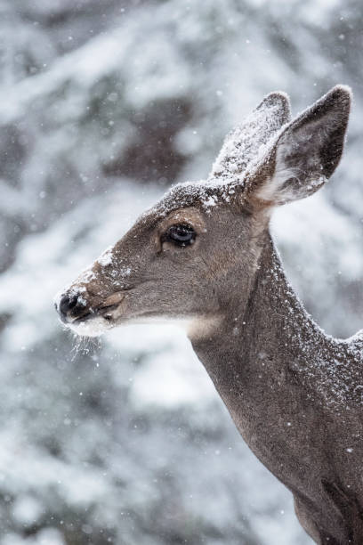 Deer in Winter Profile stock photo