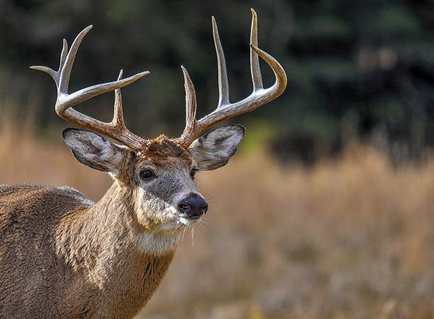 deer looking for who's coming in quebec, canada. - whitetail bildbanksfoton och bilder