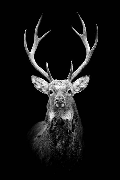 deer on dark background - whitetail bildbanksfoton och bilder